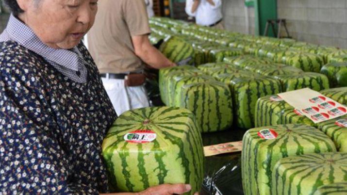 En Japón se venden sandías cuadradas