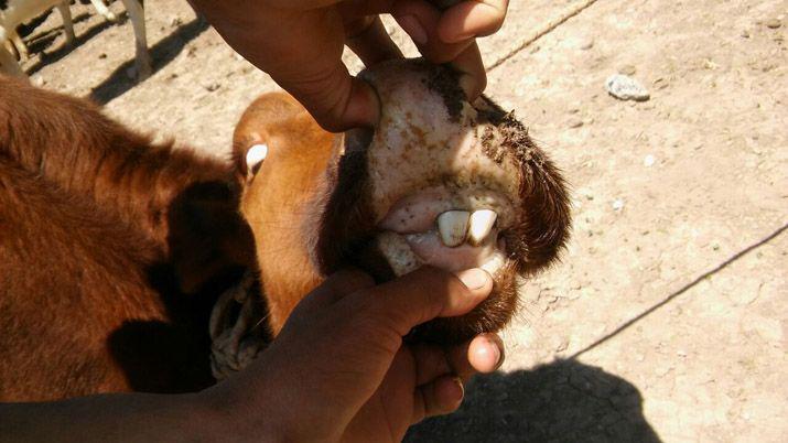 Capacitaron a pequentildeo productores en cuidado del rodeo bovino y corrales