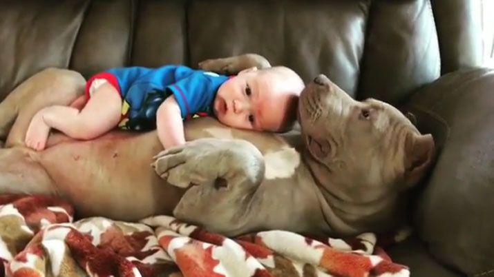 El adorable video de un pitbull abrazando y jugando con un bebeacute