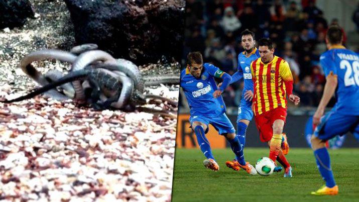 La iguana Messi- el video del asombroso reptil