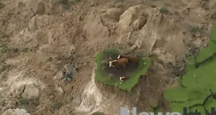 La milagrosa salvacioacuten de tres vacas tras el terremoto en Nueva Zelanda