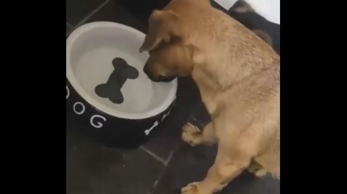 La imperdible reaccioacuten de un perro al ver un hueso pintado en su plato