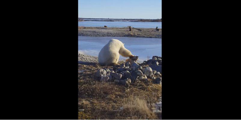 La insoacutelita caricia de un osos polar a un perro de trineo