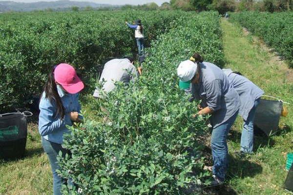 Rescatan a 16 santiaguentildeos hacinados en cosecha de araacutendanos