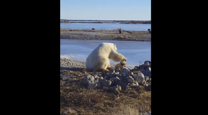 La dura realidad detraacutes del video de un oso polar acariciando a un perro