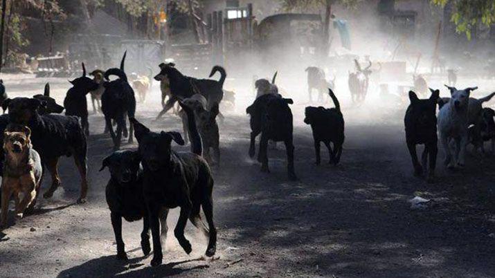 En Coacuterdoba una jauriacutea atacoacute a un nene y tuvieron que hacerle 75 puntos