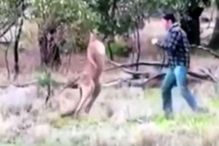 El video viral en el que un hombre boxea con un canguro para defender a su perro