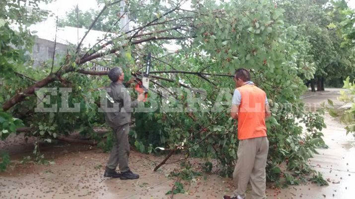 La tormenta derriboacute dos aacuterboles y tres familias recibieron asistencia