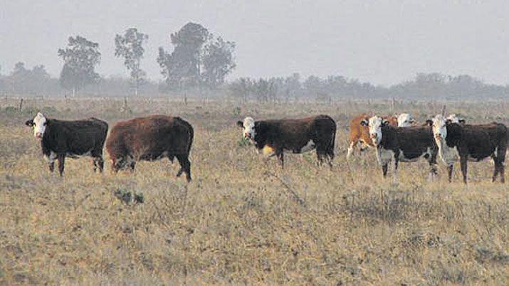 Aumentoacute un 5-en-porciento- la faena de hacienda y se frenoacute la retencioacuten de hembras