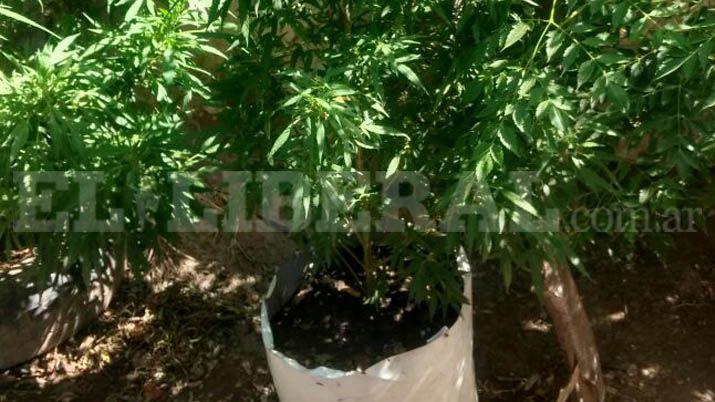 Secuestran dos plantas de marihuana en Las Termas