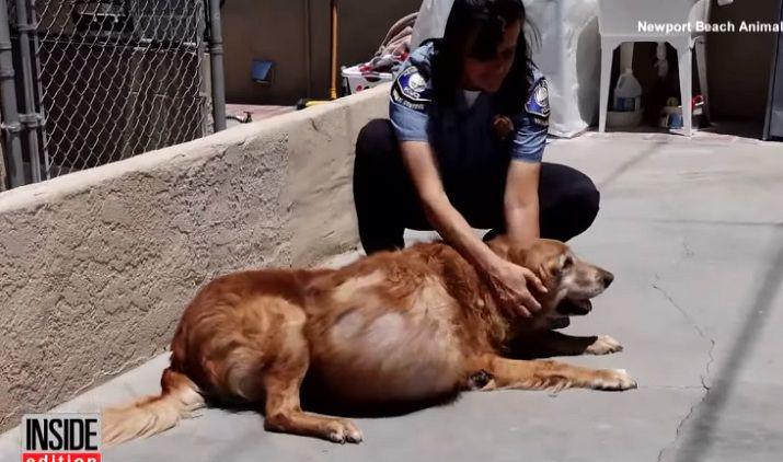 Extirpan un tumor de 20 kilos a un perro