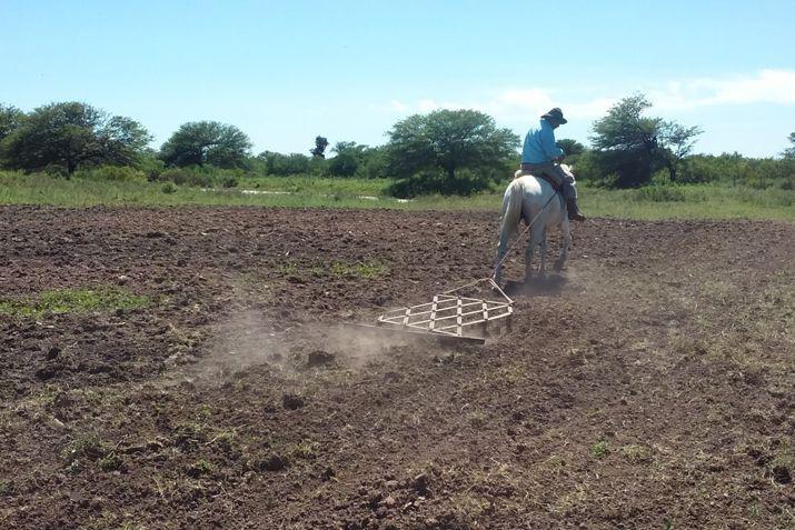 Realizaron ensayos de siembra de pasturas subtropicales en tierras de familias agriacutecolas