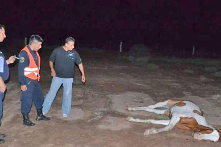 Dos joacutevenes policiacuteas heridos al embestir un caballo