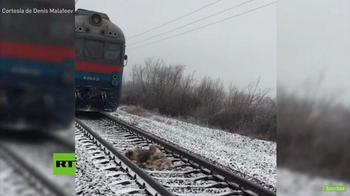 Perro protege a su compantildeera de un tren en marcha