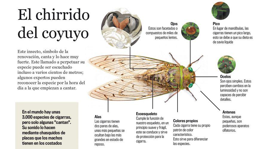 Por queacute cantan los coyuyos en el verano