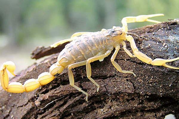 Cientiacuteficos explican por queacute se ven maacutes alacranes ahora