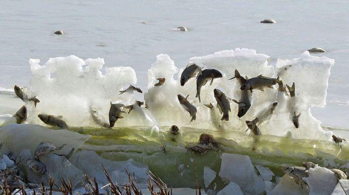 Peces quedan congelados en pleno salto