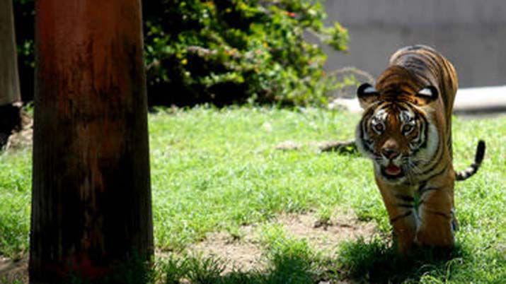 China- Mataron a un tigre para salvar a un turista que igual murió