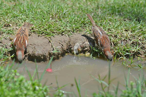 Hasta los gorriones buscan aplacar el intenso calor en plena plaza Libertad