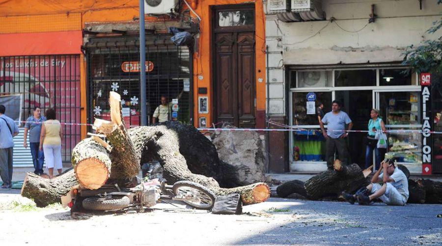 Cayoacute un aacuterbol y matoacute a un motociclista