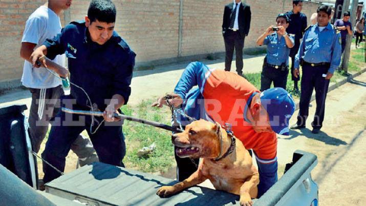 Pitbull atacó a una niña y le produjo heridas en la cara