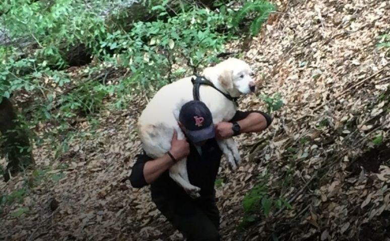 El conmovedor rescate de un perro ciego