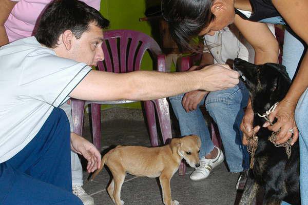 Vacunaraacuten  a perros y gatos en el  J D de Soliacutes 