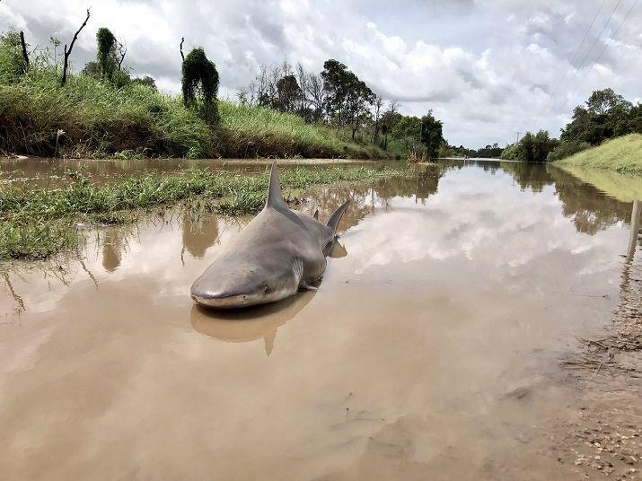 Como en Sharknado un cicloacuten hizo volar tiburones en Australia