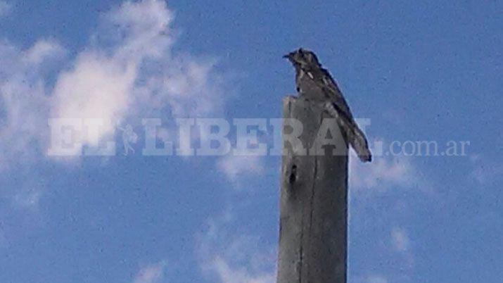 Un Kakuy alteró la tarde en el Siglo IXX