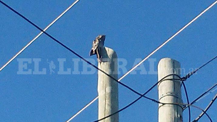 Un Kakuy alteró la tarde en el Siglo IXX