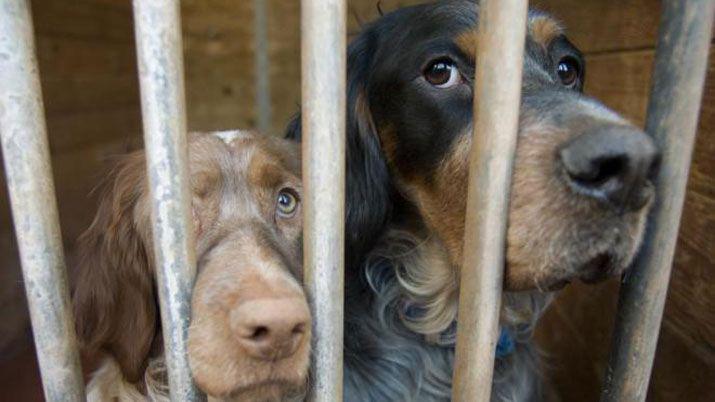 Prohiacuteben por ley el consumo de carne de perro y gato en Taiwaacuten