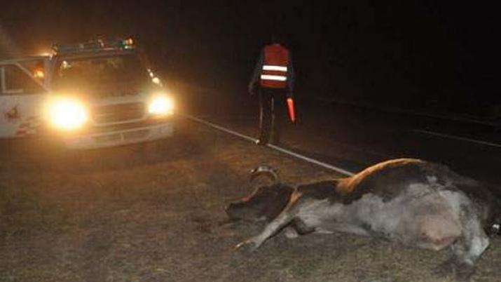 Transportaba un motociclista accidentado y chocoacute un animal suelto