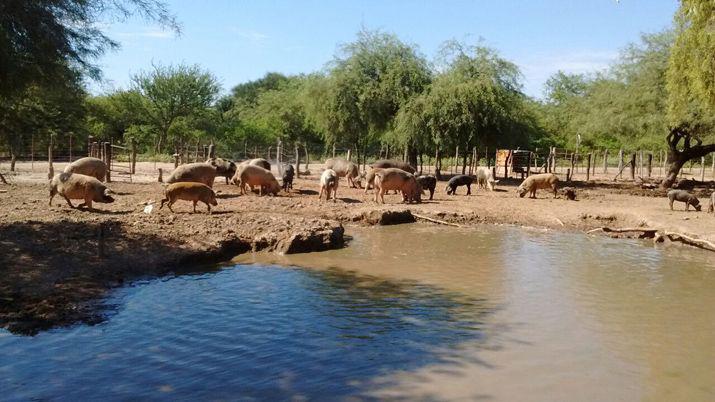 Productores invierten subsidio en el desarrollo de un proyecto porcino