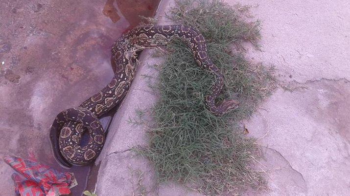 Una lampalagua alteroacute la tranquilidad de la siesta friense