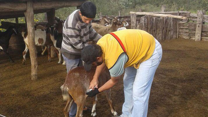 Productores beneficiados con actividades de sanidad animal y capacitacioacuten en elaboracioacuten de quesos