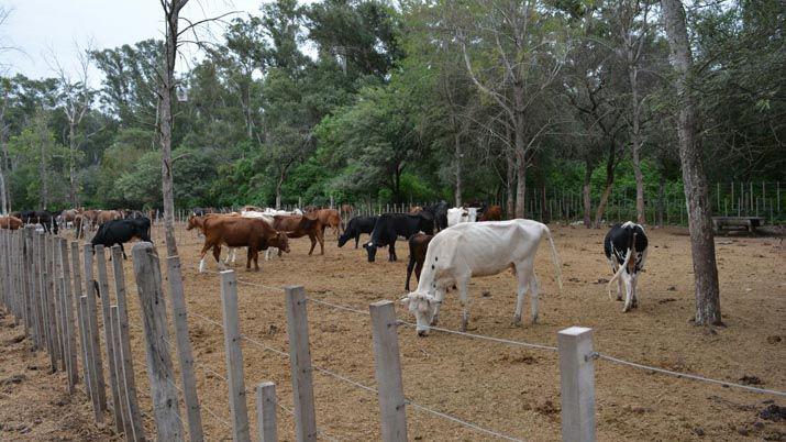 Se remataraacuten 140 animales que fueron secuestrados en rutas