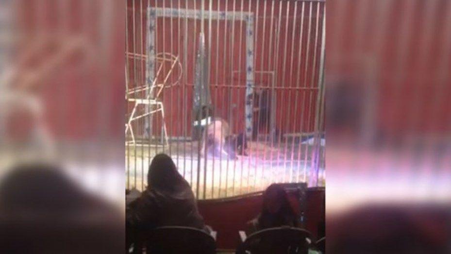 Video- mujer salva a su marido del ataque de un leoacuten