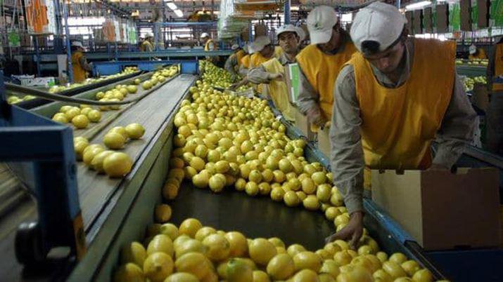 Luego de 8 antildeos reabren el mercado brasilentildeo para ciacutetricos argentinos