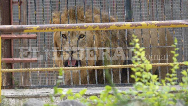 Los felinos del ex zoo ya tienen nuevo hogar en Estados Unidos