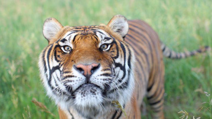 Coacutemo es el santuario al que iraacuten los felinos del zoo