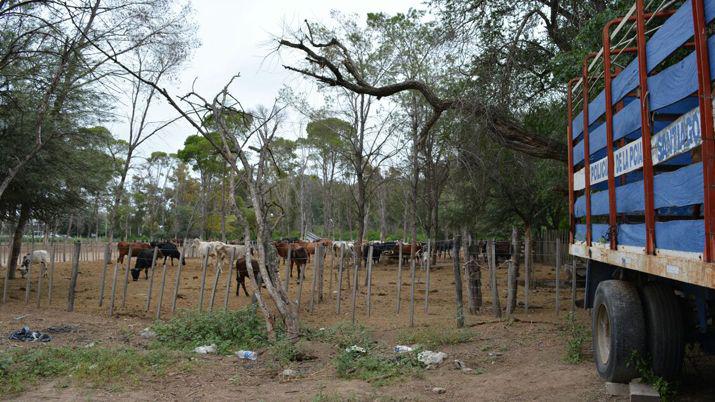 Secuestran animales sueltos e intensifican controles en rutas