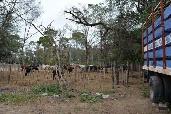 Secuestran animales sueltos e intensifican controles en rutas