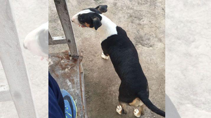 Joven pide ayuda para recuperar a sus dos mascotas