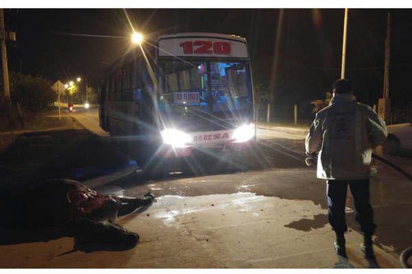 Un colectivo con pasajeros atropelloacute un caballo en el Camino de la Costa