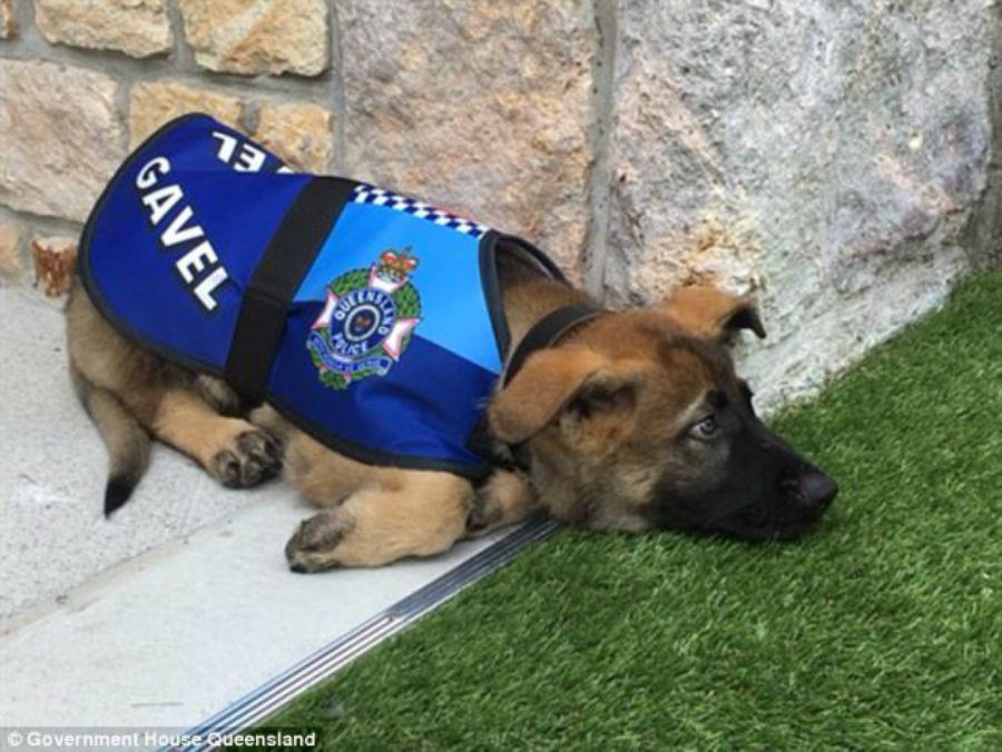 Expulsaron a un perro de la policiacutea por ser demasiado tierno