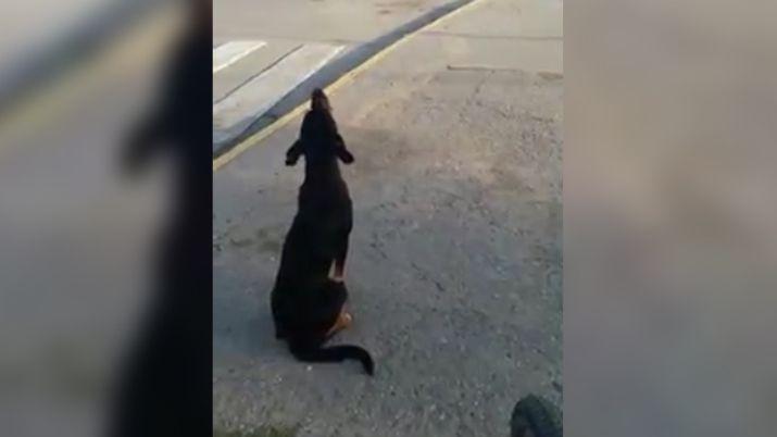 El desgarrador llanto de un perro abandonado en una plaza