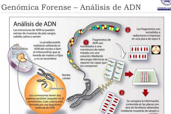 Amor de verano juvenil terminoacute  en pedido de ADN