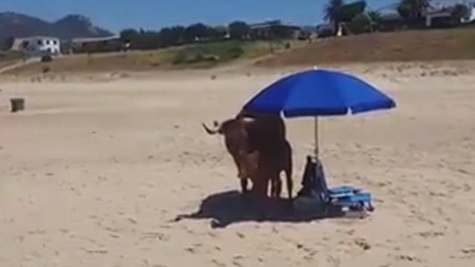 Una vaca y un ternerito se cubren del calor con una sombrilla