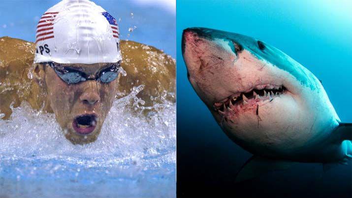 Michael Phelps nadoacute contra un tiburoacuten blanco- iquestquieacuten ganoacute