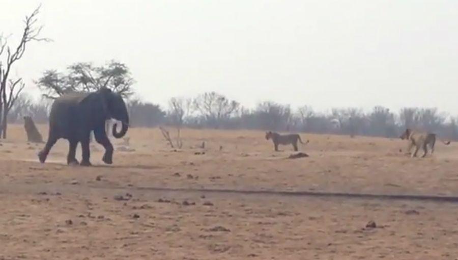 Una elefanta rescatoacute a su criacutea que quedoacute atrapado entre leones